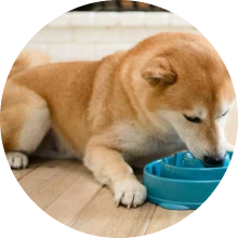 pets